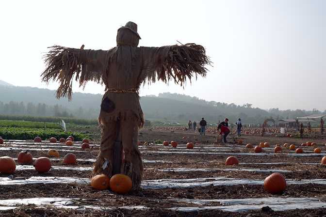 Scarecrow2-m